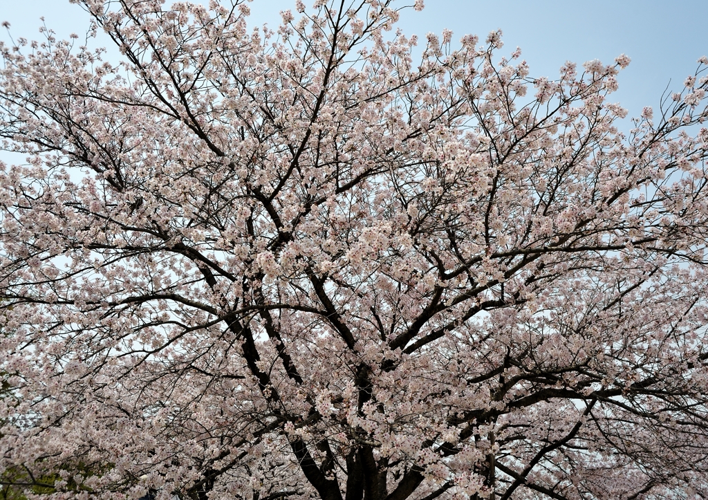 さくら満開