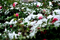 山茶花と雪