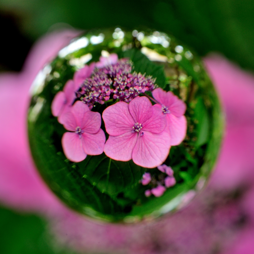 宙玉レンズ18〜紫陽花 ピンク