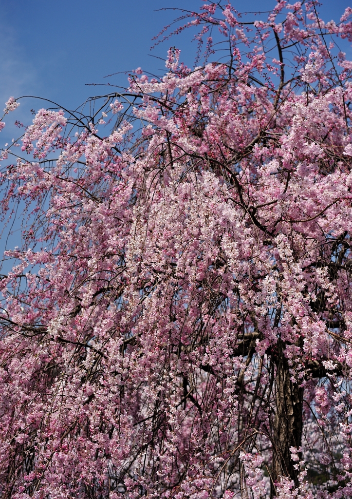 枝垂桜