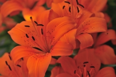 橙色の花