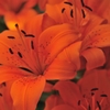 橙色の花