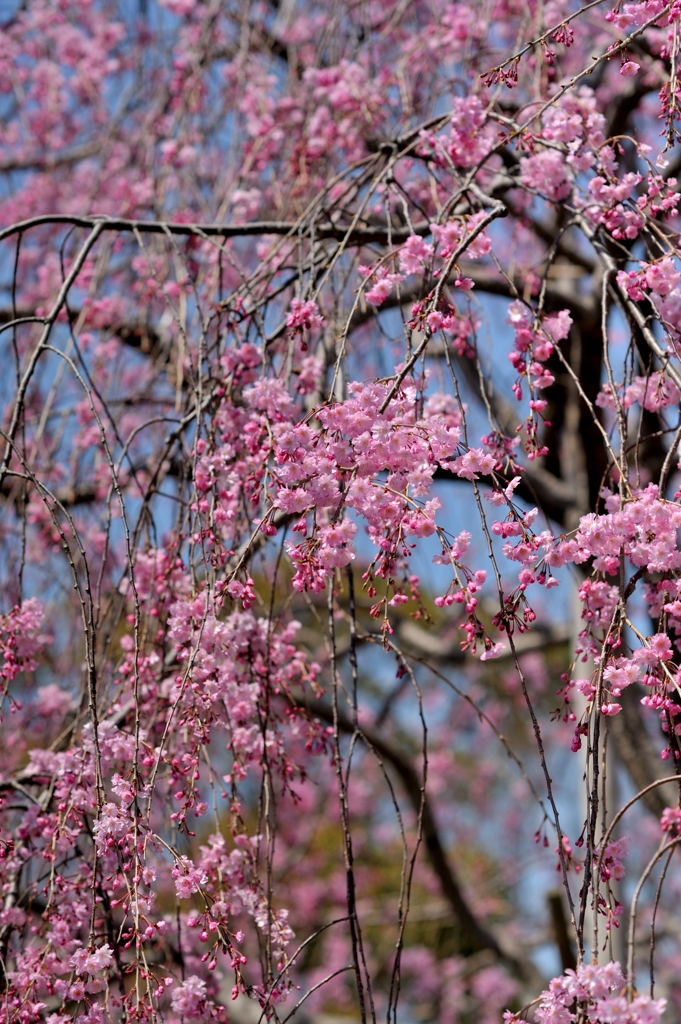 満開〜枝垂桜