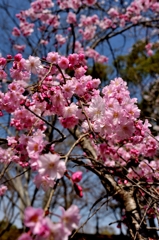 枝垂桜