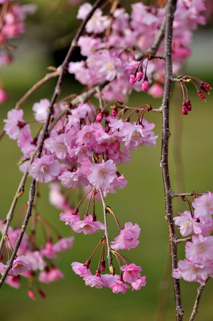 枝垂桜
