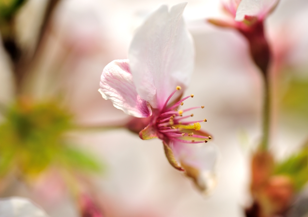 散りかけの桜