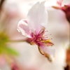 散りかけの桜