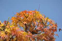 青空と紅葉