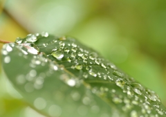 雨に濡れた葉