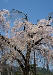 嵐山の枝垂桜その２