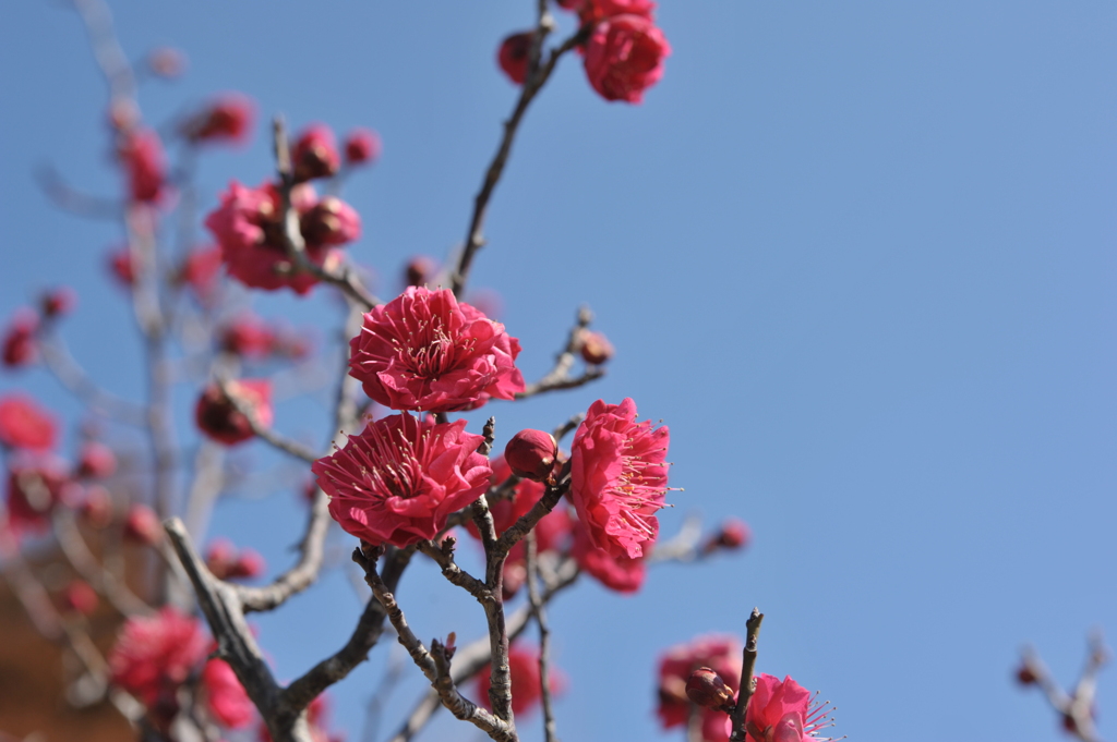 紅梅と青空