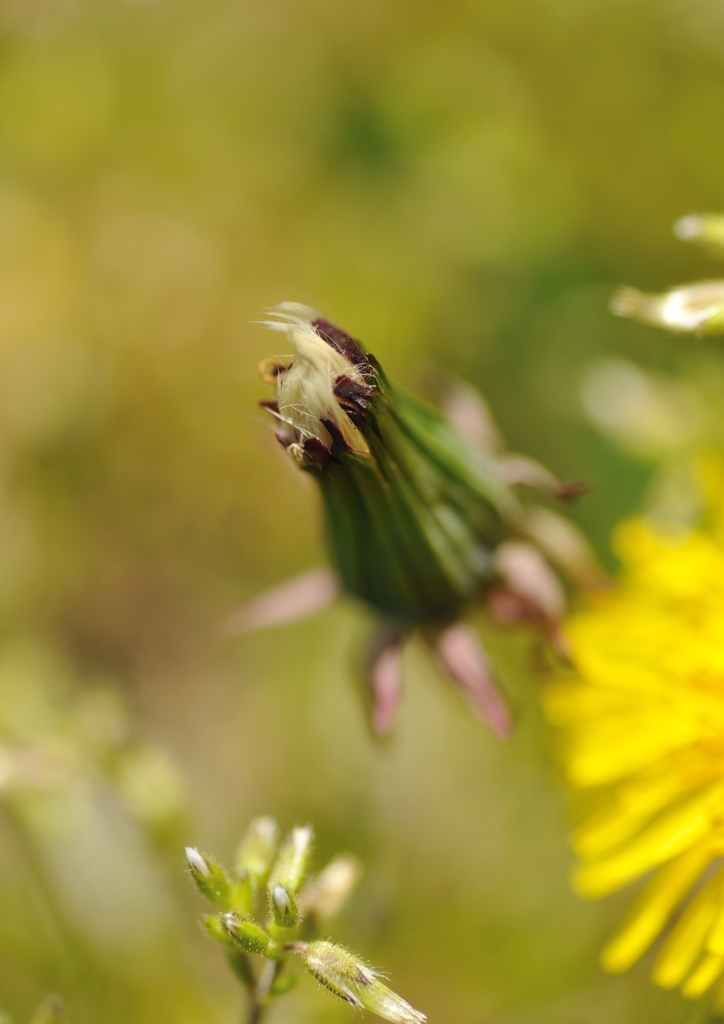 たんぽぽの蕾