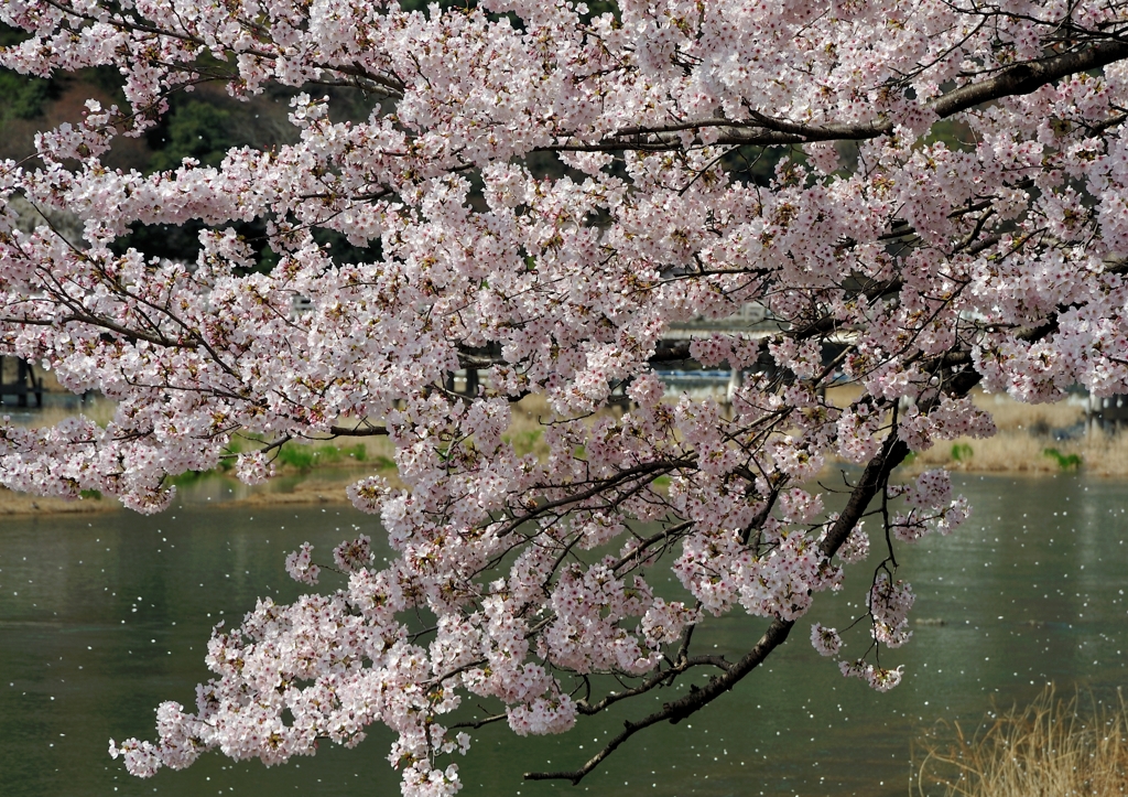 川辺の桜