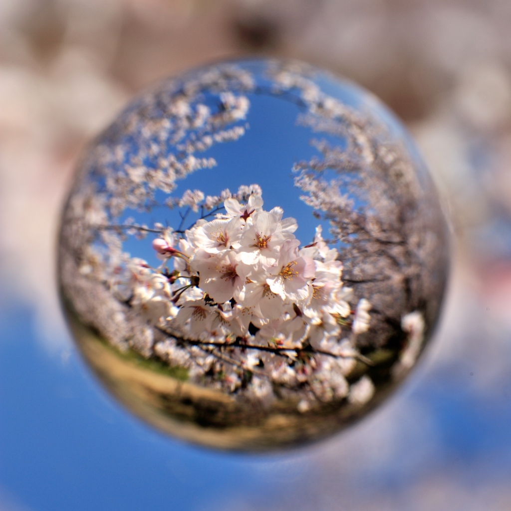 宙玉レンズ13〜青空と桜