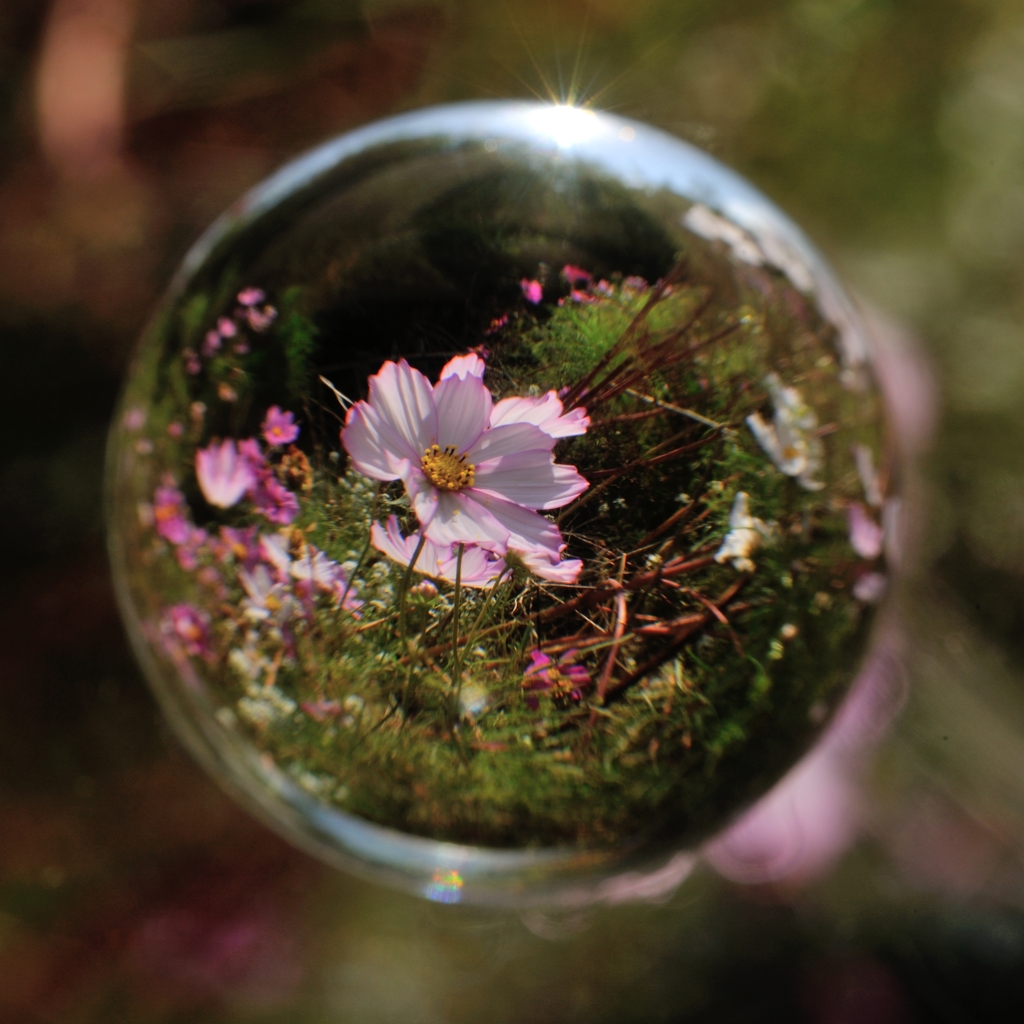 宙玉レンズ19〜秋桜