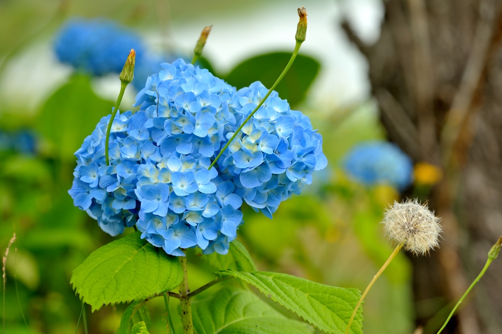 紫陽花と綿帽子