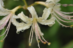 雨に濡れた彼岸花