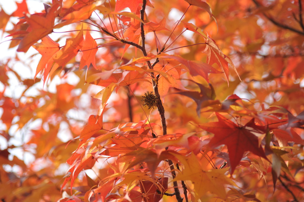 紅葉