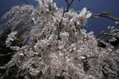 枝垂桜
