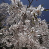 枝垂桜