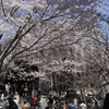 仰桜