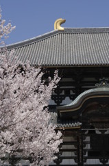 寧楽桜