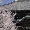 寧楽桜