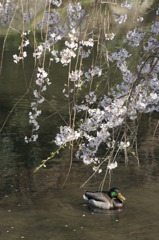 花鳥揺水