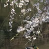 花鳥揺水