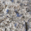 墨染桜