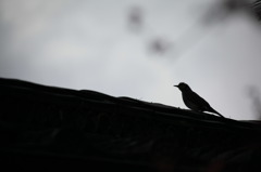春を見つめて