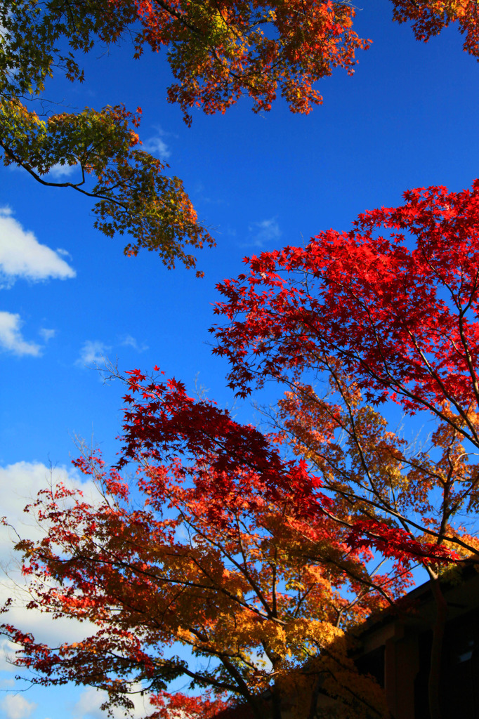 秋晴れの紅葉達