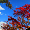 秋晴れの紅葉達