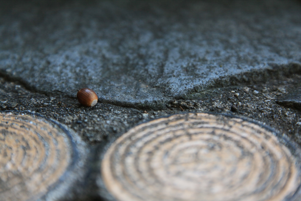 どんぐりコロコロ！