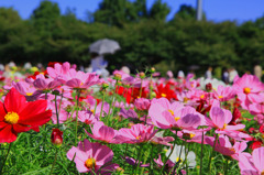 花の中の散歩