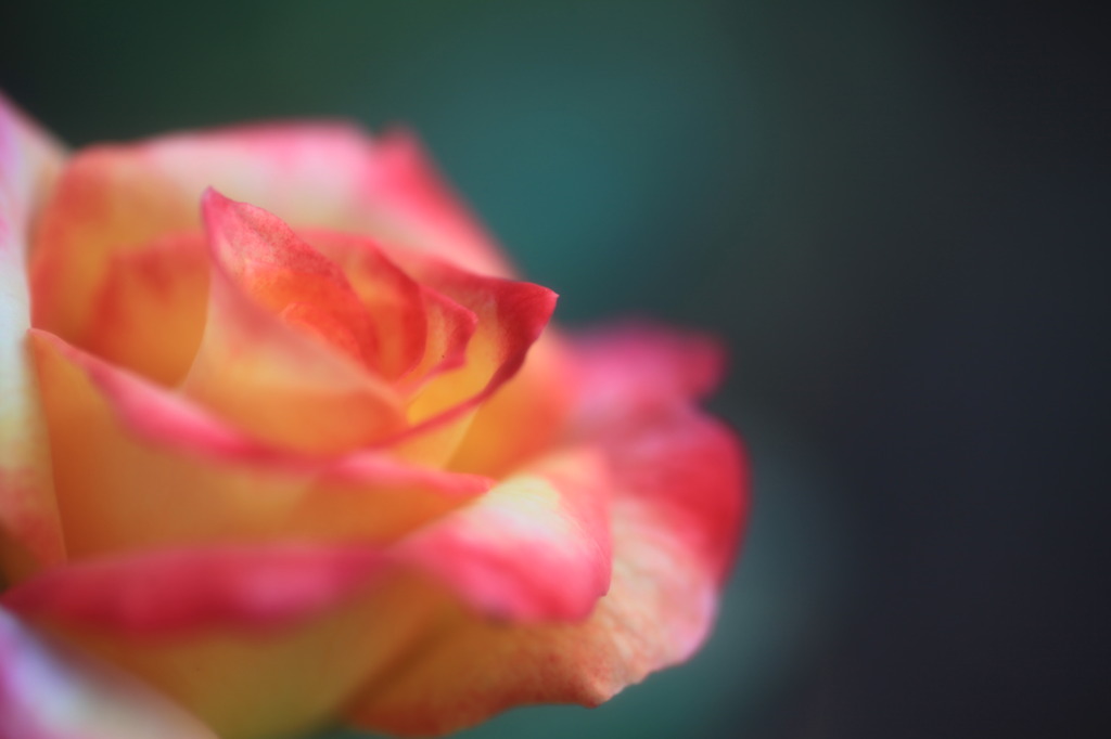 薔薇