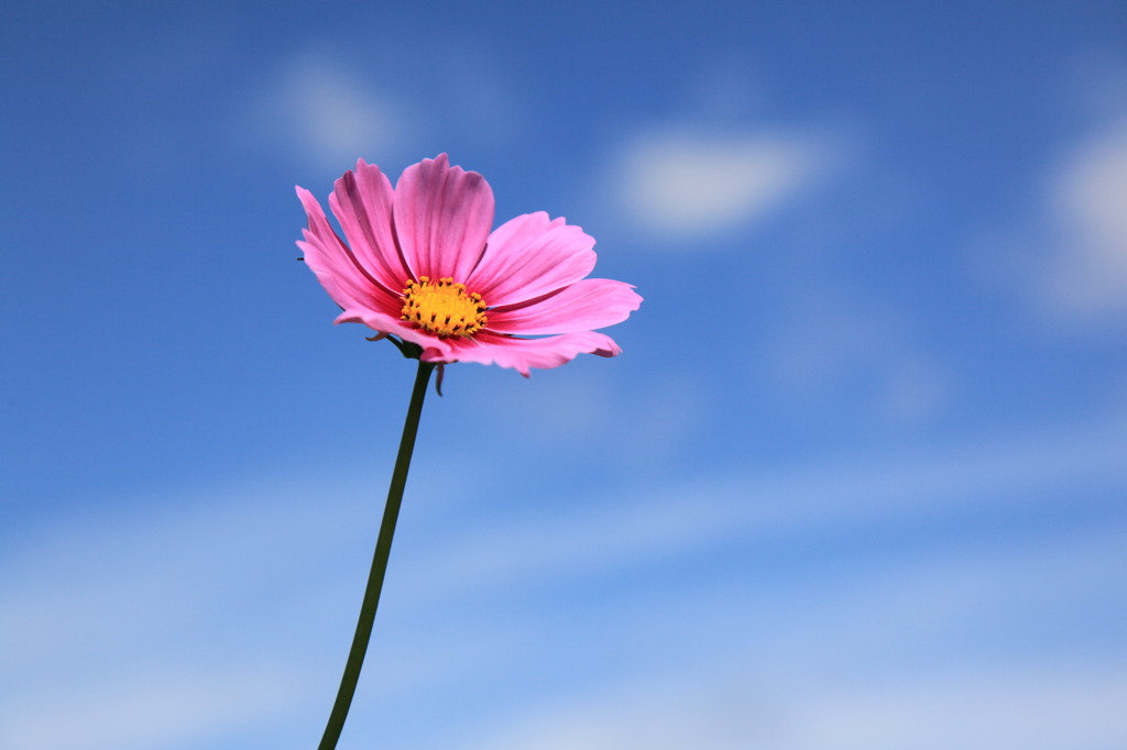 天に咲く一輪の花