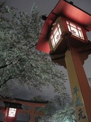 夜桜