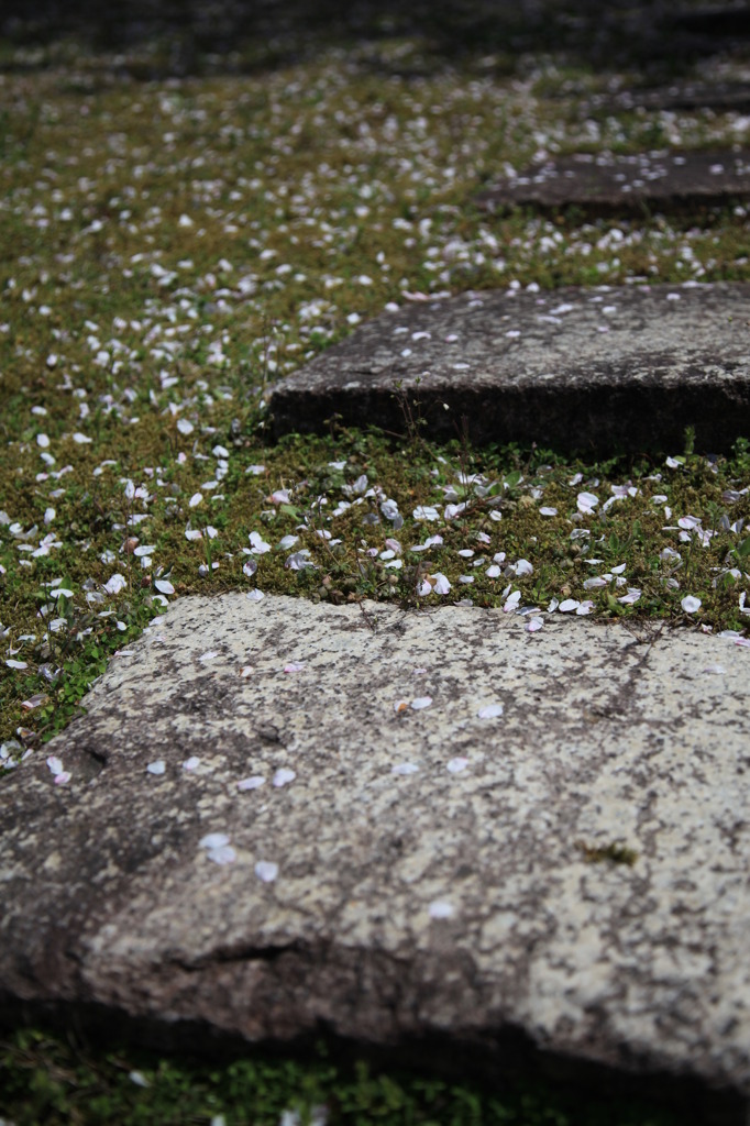 石桜