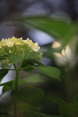 静かなる紫陽花