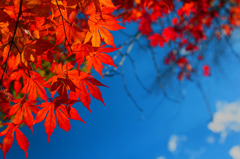 紅葉日光浴