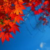 紅葉日光浴