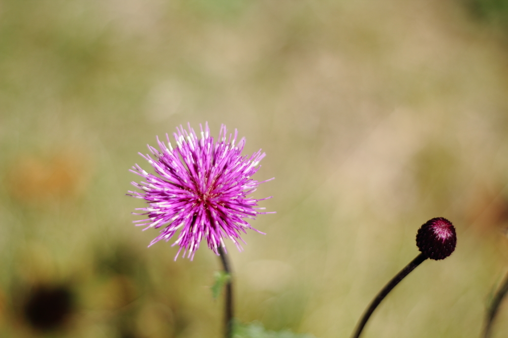bee