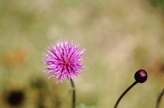 bee