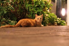 neko