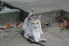 Cat