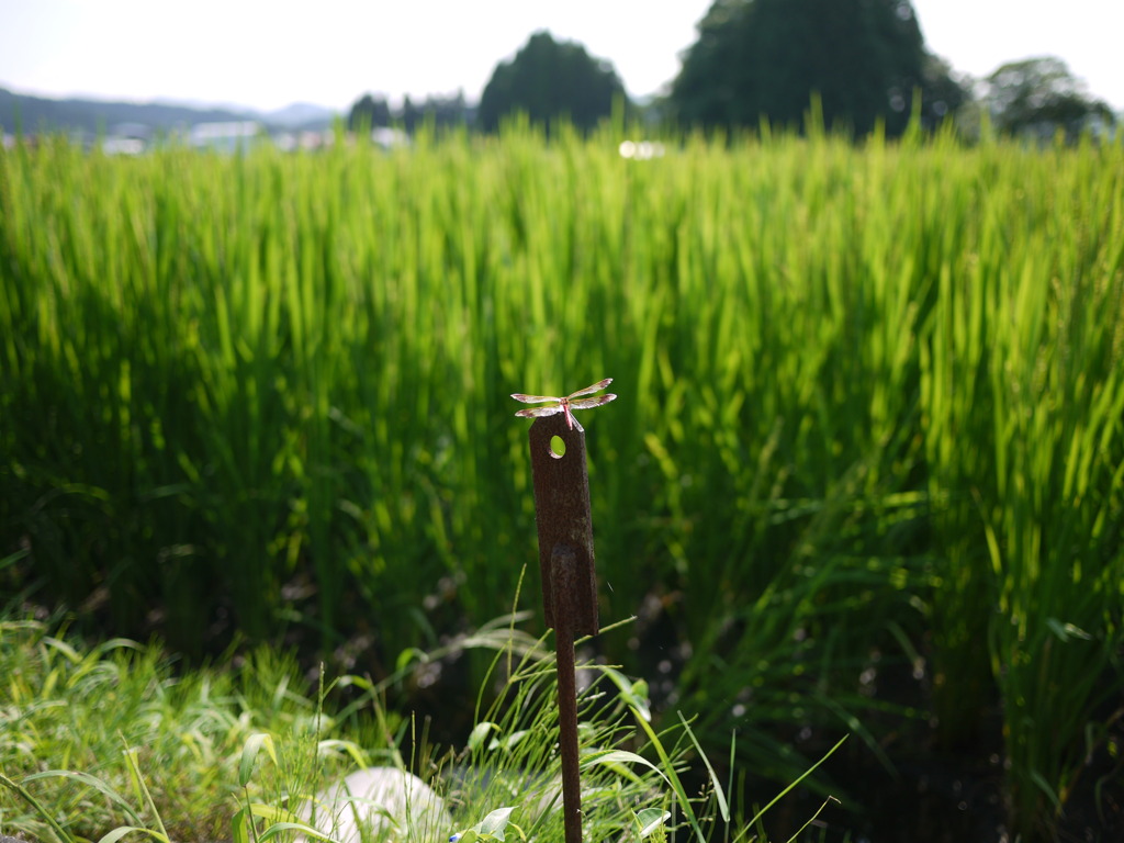 とんぼ