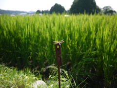 とんぼ
