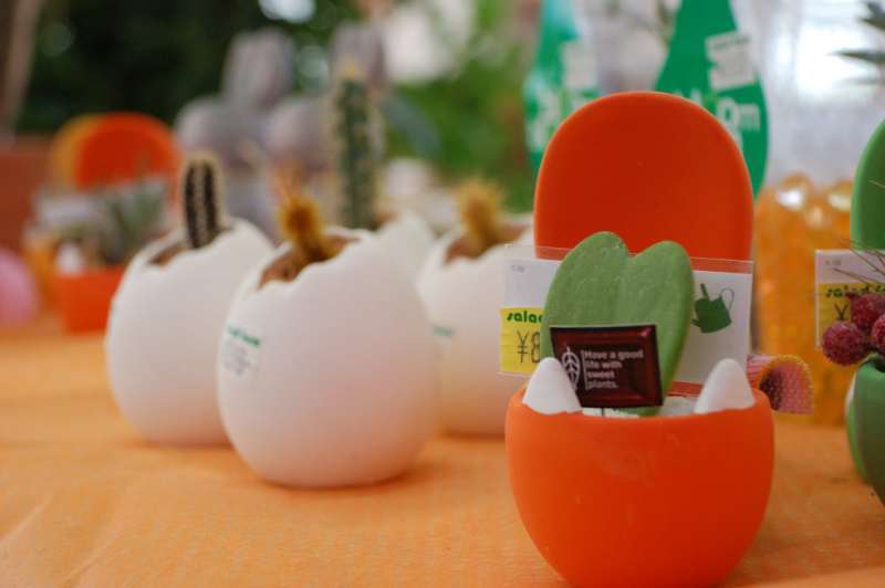 たまごサボテン