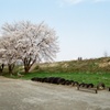 河原の桜②